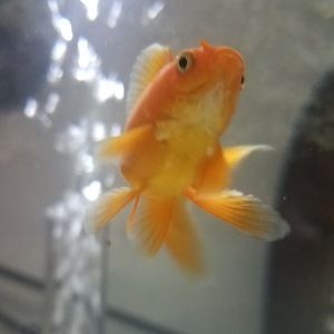 Meet your Posher, Winter